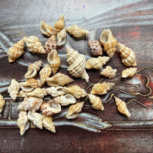 100 шт. ракушки 1,2-2,5 см золотистые БЕЛЫЕ РАКУШКИ каури для продажи - Product Image 4