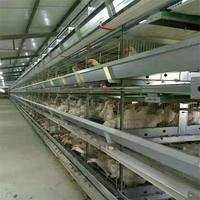 Cage de poulet en métal, outil de vente en gros d'usine populaire, haute qualité
