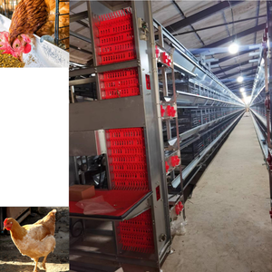 Système de cage à batterie de type H pour poules pondeuses avec collecte automatique des œufs, équipement d'élevage avicole - Product Image 6