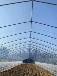 Grande <span class=keywords><strong>serre</strong></span> agricole à tunnel haut pour la culture de la <span class=keywords><strong>tomate</strong></span>, <span class=keywords><strong>serre</strong></span> verte - Product Image 4