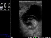 Système de scanner à ultrasons vétérinaire pour animaux de compagnie, pour bétail, cheval, chien, chats, mouton, cochon, équine, chameau, cochon, chèvre