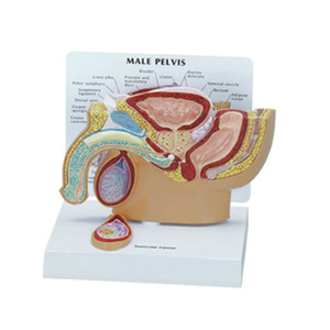 Modelo de cavidad pélvica médica urinaria anatómica humana masculina - Product Image 1