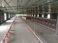 Ligne de production d'alimentation entièrement automatisée pour la gestion de l'alimentation au sol en élevage de poulets de chair en plein air