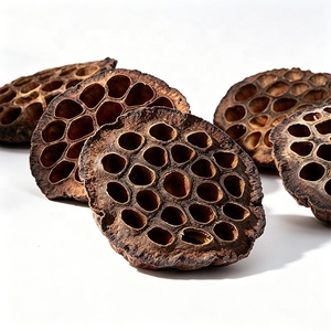 Umweltfreundliche, schlichte Trockenblumen-Samenköpfe für Heim- und Aquariendekoration, natürliche getrocknete Lotusblüten - Product Image 4