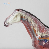 Modèle anatomique de squelette musculaire de cheval en plastique 4D, très vendu, avec des animaux, aides pédagogiques médicales