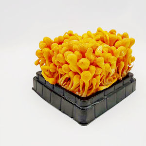 Melhor Venda 100% Puro <span class=keywords><strong>Cordyceps</strong></span> Sinensis Em Pó - Product Image 3