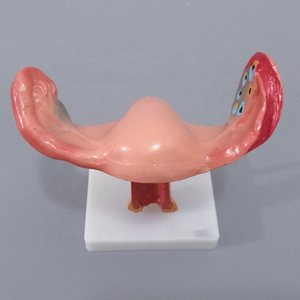 स्वस्थ महिला गर्भाशय शरीर रचना विज्ञान चिकित्सा मॉडल - Product Image 4