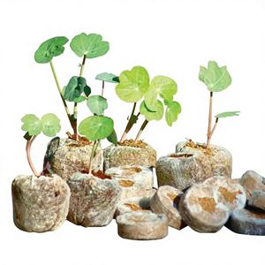 Shrekha Creations - Bloques de Fibra de Coco de Primera Calidad, Ecológicos, para Germinación de Semillas, Formato Disco, para Cultivo Hidropónico - Product Image 1