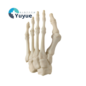 Modello in schiuma solida di osso dell'alluce valgo e anteriore del piede, esemplare di scheletro del piede deformato per impianto chirurgico di deformità del piede ortopedico - Product Image 1