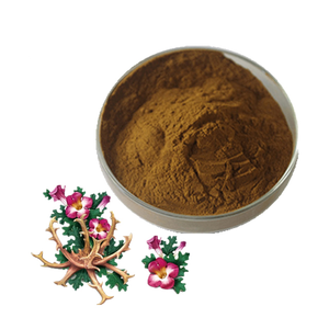 थोक थोक <span class=keywords><strong>Harpagophytum</strong></span> <span class=keywords><strong>Procumbens</strong></span> निकालने शैतान की बिक्री के लिए पंजा निकालने पाउडर - Product Image 3