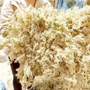 Borse <span class=keywords><strong>di</strong></span> lusso ecologiche fornite dalla fabbrica <span class=keywords><strong>di</strong></span> muschio <span class=keywords><strong>di</strong></span> sfagno <span class=keywords><strong>di</strong></span> <span class=keywords><strong>acqua</strong></span> alta per Micro paesaggio muschio parete Art Venus acchiappamosche pianta - Product Image 3