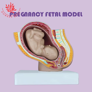 Modèle fœtal à terme modèle d'enseignement médical médecin affiche le modèle fœtal de la grossesse de septembre dans le corps humain pelvien féminin - Product Image 3