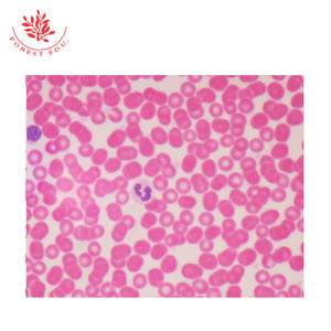 ฉีดไตส่วนหนาสรีรวิทยาเนื้อเยื่อสไลด์สไลด์เตรียมอุดมศึกษา - Product Image 5