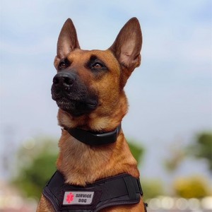 Four Contact Electric Shock <b>Dog</b> <b>Training</b> <b>Collar</b> Rechargeable Black Plastic Multi Function Bark Control Equipment - Product Image 2