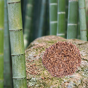 Graines de bambou entières de qualité supérieure, qualité export, Dendrocalamus Strictus à croissance rapide, non-OGM, haut rendement, germination de 90 à 95 %. - Product Image 1