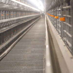 Tự Động H Loại Động Vật Gia Cầm Trứng Lớp Nhà Chăn Nuôi Gà Thịt Cho Ăn Nuôi Thiết Bị Dòng Gà Trang Trại Pin Lồng Hệ Thống - Product Image 4