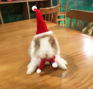 पालतू खरगोश डच सुअर चिललास पालतू फेरेट क्रिसमस केक - Product Image 5