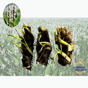 Planta Acuática White Pickerelweed - Apta para Estanques <span class=keywords><strong>de</strong></span> Jardín e Invernaderos - White Pickerelweed - Product Image 1