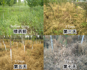 <span class=keywords><strong>Herbicida</strong></span> Diquat 10% SL de Alta Eficacia para Agricultura, Amplio Espectro, para Huertos Cítricos y Malezas Anuales - Product Image 4