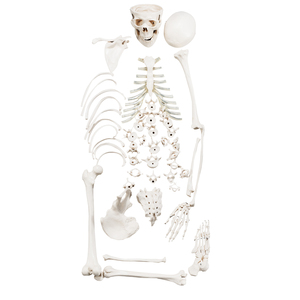 CBM-001H Human <strong>Half</strong> Disarticulated <strong>Skeleton</strong> Model ,Artificial Anatomy Medical <strong>Skeleton</strong> Model - Product Image 1