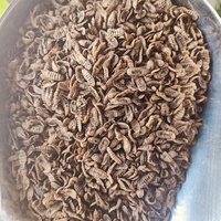 Larves de mouche soldat noire séchées et torréfiées Bioforte, riches en protéines, inodores, ingrédients naturels et biologiques de crevettes blanches du Pacifique et de crabes