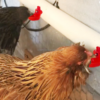 YYX Vente directe usine Abreuvoir horizontal automatique à tétine pour poulets et cailles, pour l'élevage en extérieur