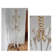 Modèle de squelette médical en PVC, 180 cm, vente en gros d'usine, bébés naturels, anatomie de couleur