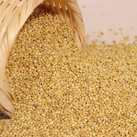 Graines de millet jaune d'origine chinoise, ingrédient d'alimentation pour volailles riche en protéines