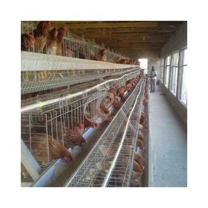 Jaula Automática para Pollos con Cinta Transportadora, Jaulas Galvanizadas para Gallinas Ponedoras - Product Image 5
