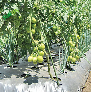 Malla Antihierbas Biodegradable de 1.5m x 500m <span class=keywords><strong>para</strong></span> Plantas y Vegetales, Cobertura del Suelo, Plástico de 20 Micras - Product Image 4