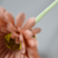 Bunga Daisy Buatan, Krisan Champagne, Gerbera Palsu, Bunga Sutra untuk Dekorasi Rumah & Pernikahan