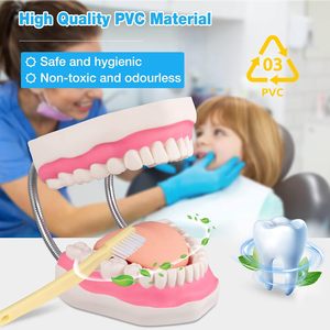 Modelo Dental de Dientes - Modelo de Cepillado Dental 6X para Prácticas Educativas en Hospitales o Escuelas Dentales con un Cepillo de Dientes de Regalo - Product Image 2