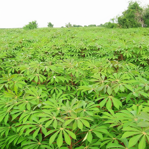 Pondu/Tapioca de yuca - Product Image 1