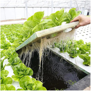 ถาดปลูกผักแบบไฮโดรโปนิกส์แบบลอยน้ำ DWC สำหรับปลูก<span class=keywords><strong>ผัก</strong></span>ในร่ม กล่องปลูกผักไฮโดรโปนิกส์ในร่ม สวนปลูกผักไฮโดรโปนิกส์ในร่ม - Product Image 4