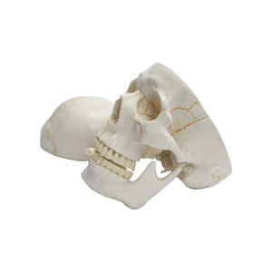 Sutura ósea de estructura médica, modelo de <span class=keywords><strong>cráneo</strong></span> anatómico humano mostrado - Product Image 1