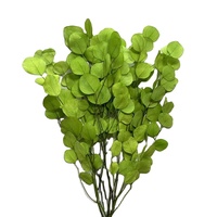 Geconserveerde Gedroogde Appel Eucalyptus Bladeren Takken Yunnan Gedroogde Eucalyptus Bladeren Gedroogde Natuurlijke Gedroogde Eucalyptus Bladeren