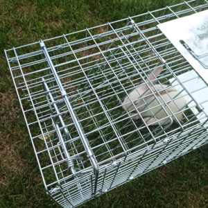 Pieghevole in metallo con gabbia di animali vivi trappola umana Catch gatto trappola gabbia per coniglio cane volpe - Product Image 6