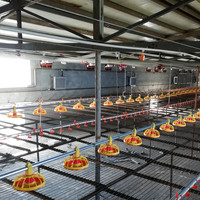 Nouveau design 2026 : Système de sol pour poulets de chair, Cage de batterie pour poules pondeuses, Abreuvoir à tétine pour poulets de chair