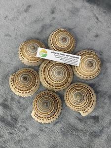 Conchas marinas orgánicas pulidas superventas vietnamitas para decoración del hogar estilo de imitación antiguo recuerdo de alto estándar exportación caliente - Product Image 4