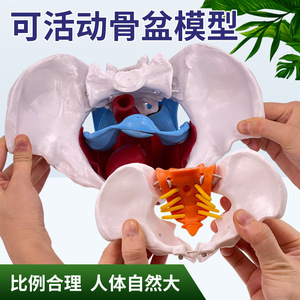 Modèle pelvien féminin articulé, présentant les articulations pelviennes, le sacrum et les structures osseuses pubiennes pour l'obstétrique et la gynécologie - Product Image 4