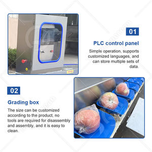 Máquina clasificadora de frutas con cinturón automático OCEAN, ostra, <span class=keywords><strong>Caracol</strong></span>, ostra, pescado <span class=keywords><strong>vivo</strong></span>, máquina de peso y clasificación - Product Image 3