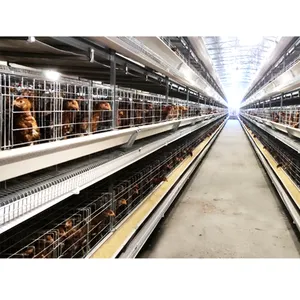 10000 strati polli gabbia automatica per uccelli da allevamento di pollame in vendita