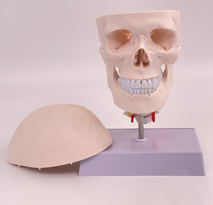 Modelo de cráneo <span class=keywords><strong>humano</strong></span> de tamaño real desmontable con 8 partes modelo de cerebro y vértebra cervical - Product Image 3