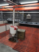 Équipement d'économie d'aliments pour porcs de 100 L, mangeoire automatique en acier inoxydable de haute qualité pour porcs avec trémie en plastique
