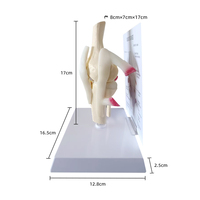 Modèle d'articulation du genou humain éducation taille naturelle modèle de squelette anatomique éducation des sciences médicales