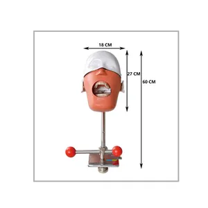 Tandheelkundige Dummy Simuleert Lesapparaat Training Fantoomhoofdmodel