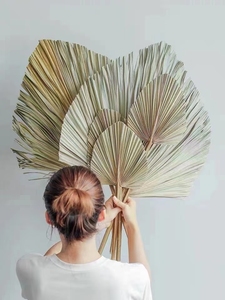B0144 Dried <strong>Pressed</strong> Palm Leaves <strong>Flower</strong> Decoration Palm Leaves Dry Dried Natural Dried Palm Leaves for Wedding Decoration - Product Image 2