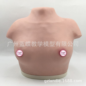 แบบจำลองการตรวจเต้านมหญิง; แบบจำลองการมองและสัมผัสเต้านม; แบบจำลองการสอนทางการแพทย์ทางคลินิก - Product Image 3