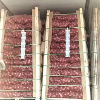 Verse Uien Groothandel Hete Verkoop Van China Leverancier Om Te Exporteren