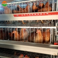 500 Oiseaux un type de système d'élevage de volaille en cage à couches entièrement automatique pour le marché tanzanien